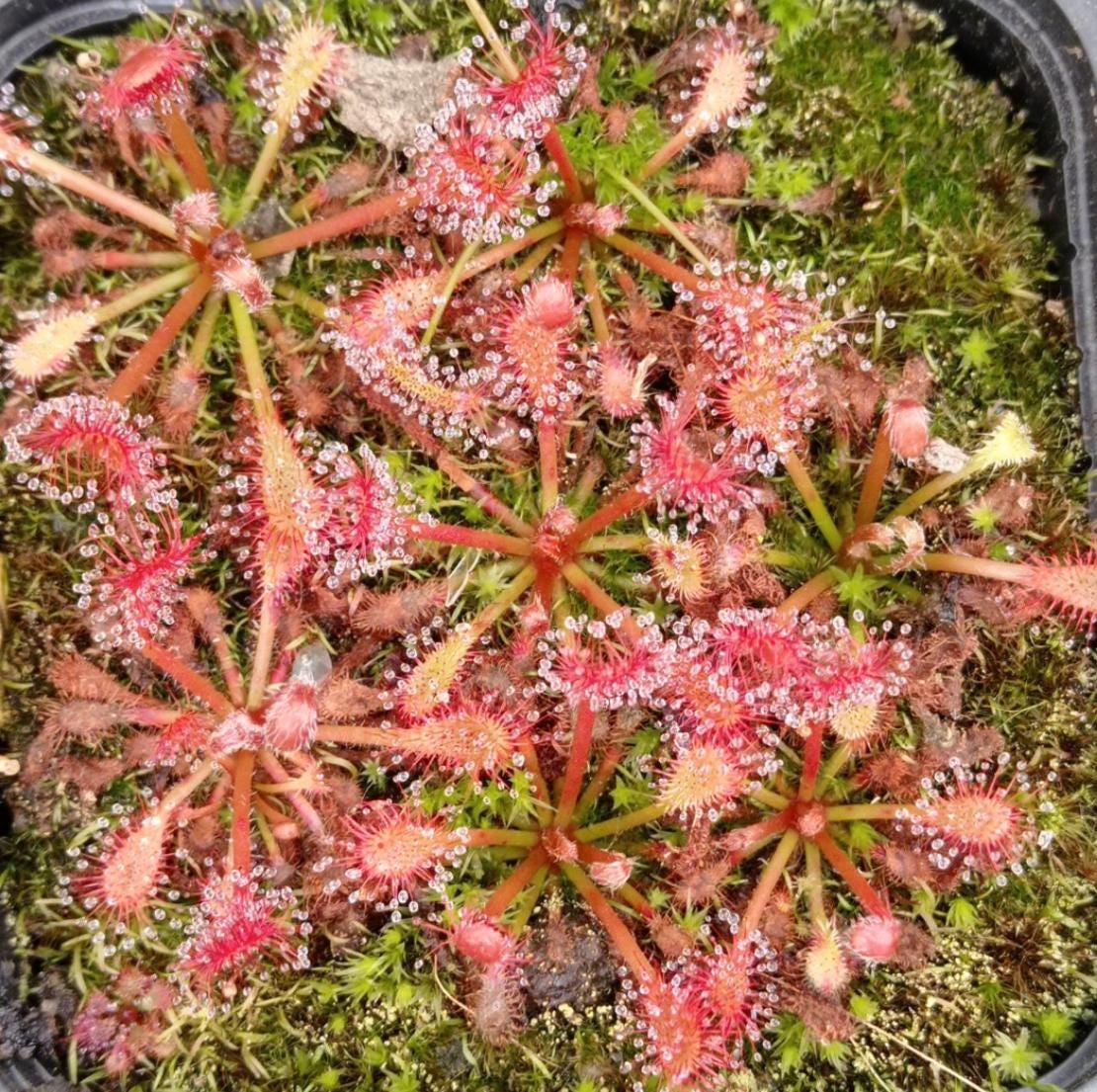 Drosera Oblanceolata - Carnivorous Plants - Drosera Leafs - Propagation Leafs