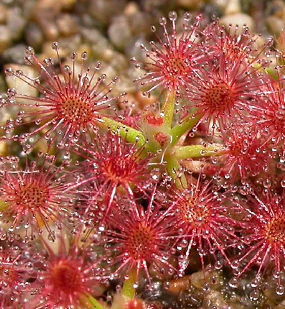 Drosera Roseana - Carnivorous Plants - Drosera Leafs - Propagation Leafs
