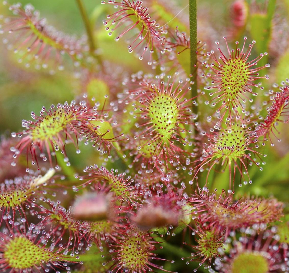 Drosera Intermedia - Carnivorous Plants - Drosera Leafs - Propagation Leafs