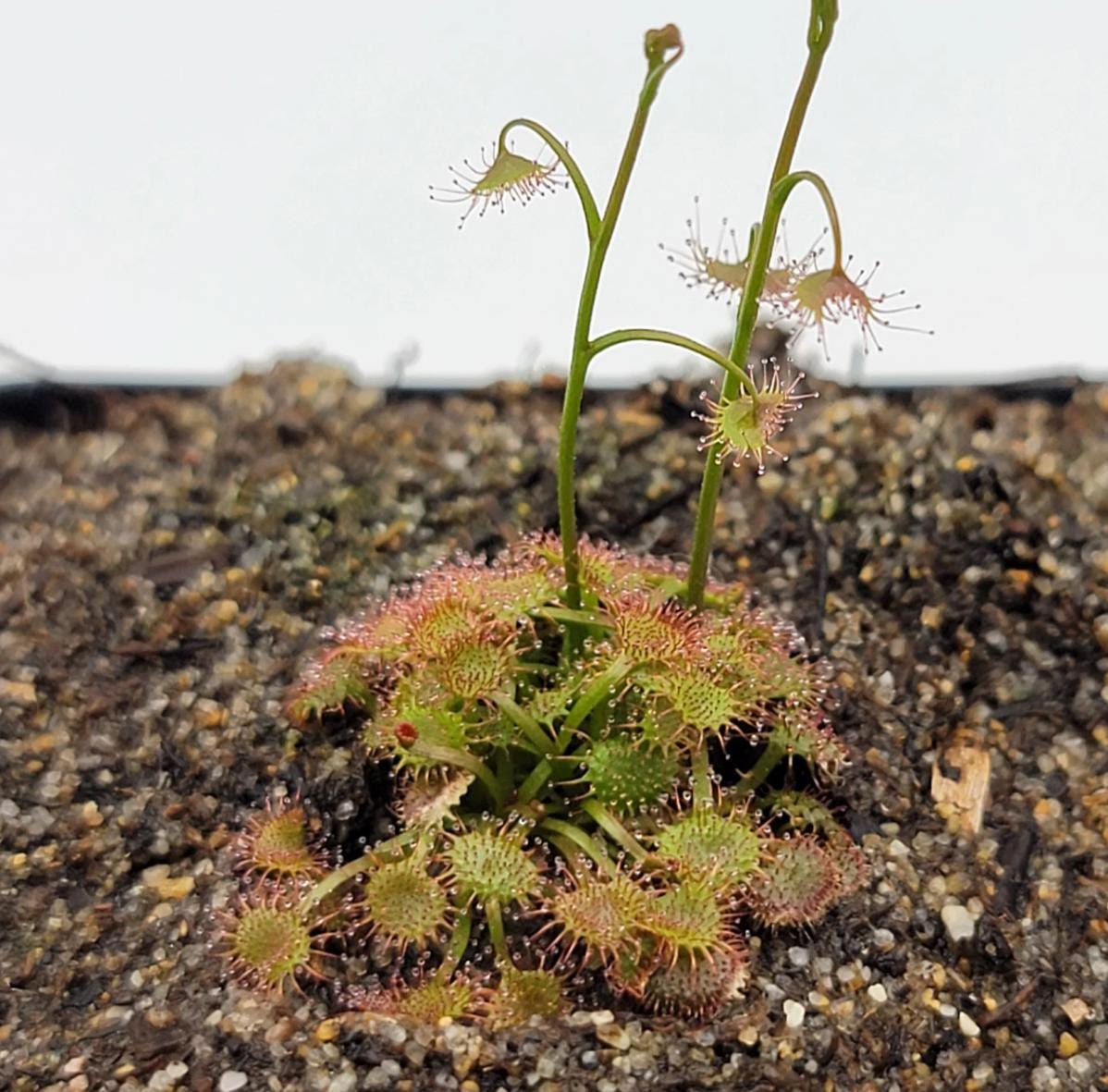 Drosera Gracilis - Carnivorous Plants - Drosera Leafs - Propagation Leafs