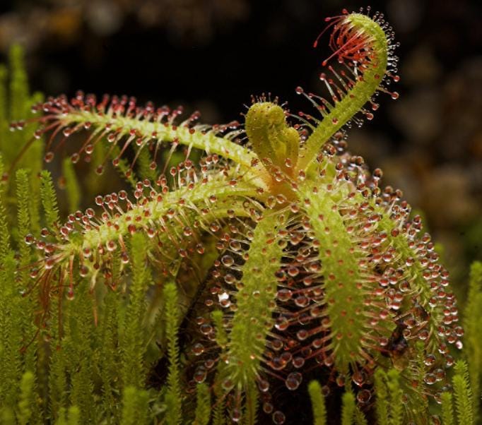 Drosera Cistiflora - Carnivorous Plants - Drosera Leafs - Propagation Leafs