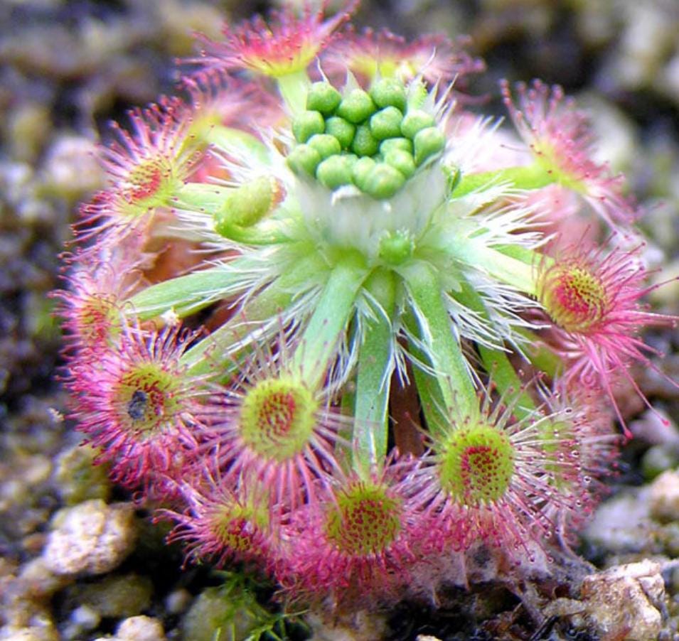 Drosera Callistos - Carnivorous Plants - Drosera Leafs - Propagation Leafs