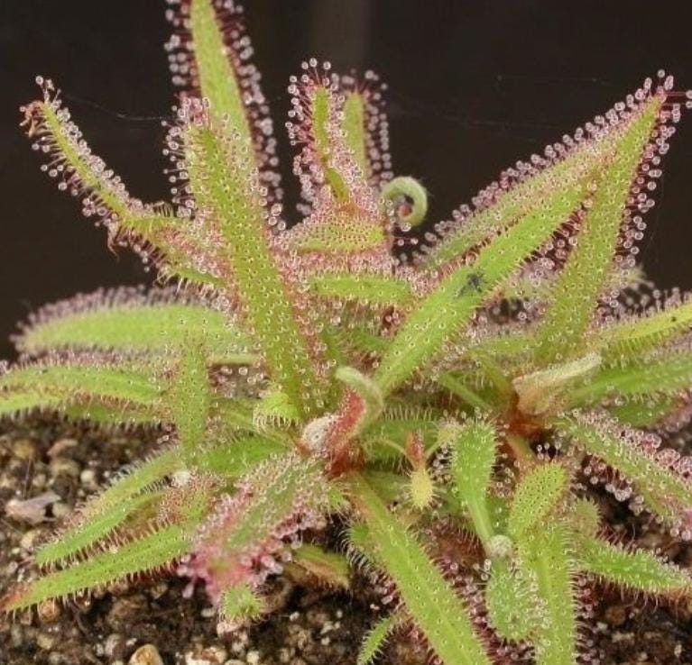 Drosera Adelae - Carnivorous Plants - Drosera Leafs - Propagation Leafs