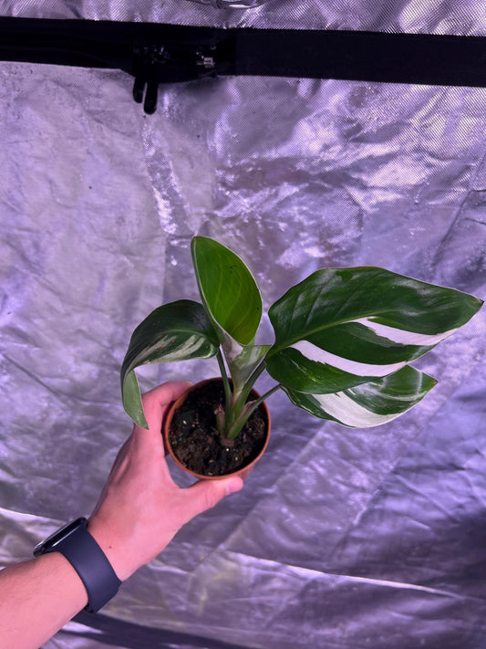 Bird of Paradise Albo Variegata - Strelitzia Nicolai - Variegated Bird of Paradise - Rare Plant - Beautiful Plant