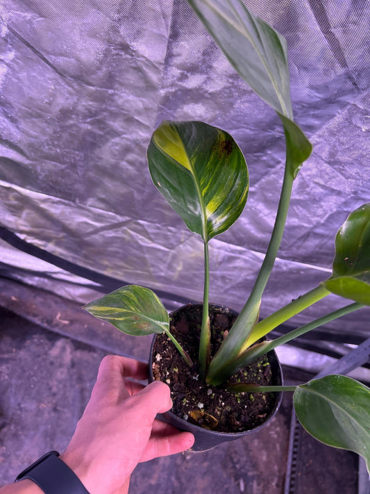 Bird of Paradise Aurea- Strelitzia Nicolai - Variegated Bird of Paradise - Rare Plant - Beautiful Plant