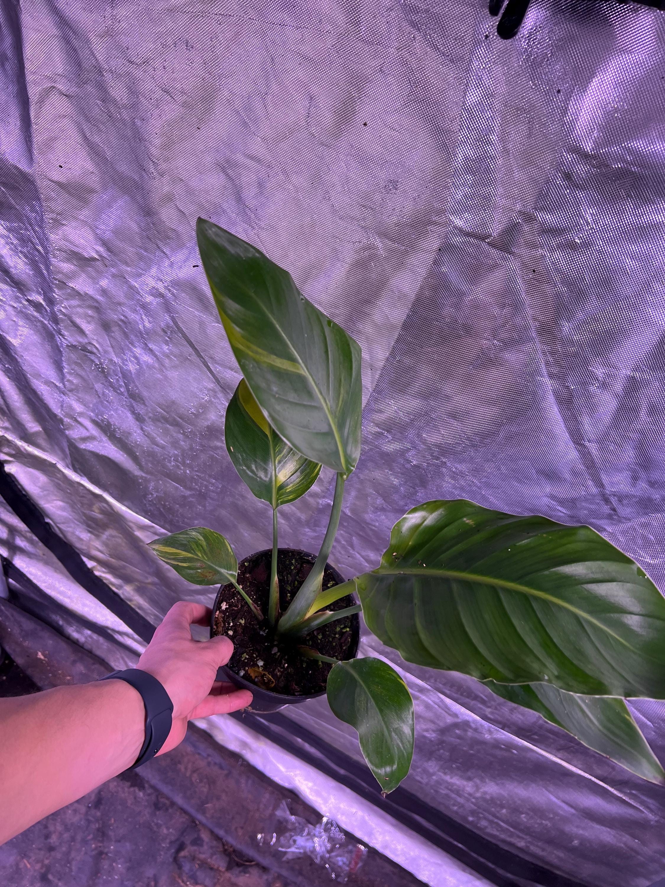 Bird of Paradise Aurea- Strelitzia Nicolai - Variegated Bird of Paradise - Rare Plant - Beautiful Plant