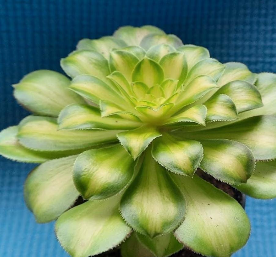 Aeonium Yellow Witch - beautiful succulent - propagation leaf