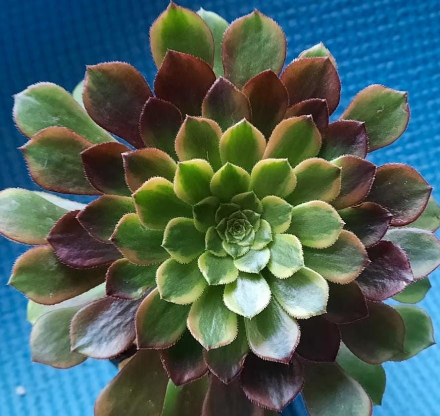 Aeonium Fiesta - beautiful succulent - propagation leaf
