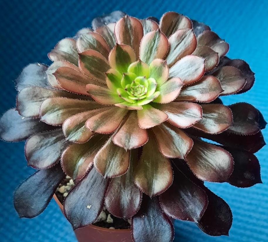 Aeonium Zwartkin - beautiful succulent - propagation leaf