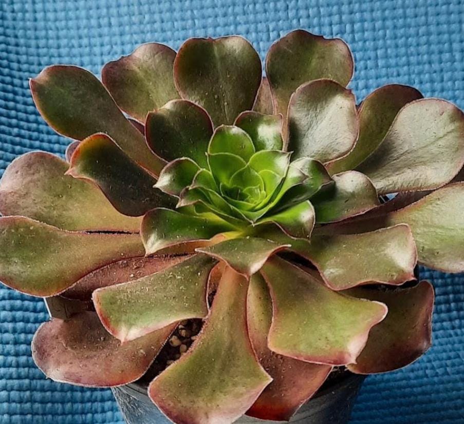 Aeonium Cyclops - beautiful succulent - propagation leaf