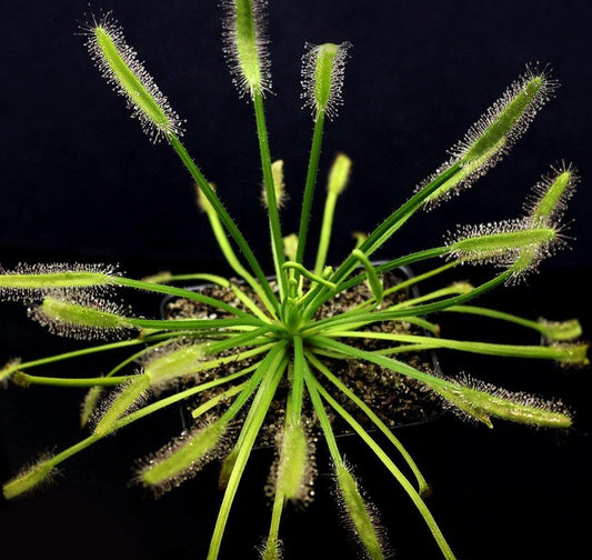 Drosera Capensis Alba - Carnivorous Plants - Drosera Seeds