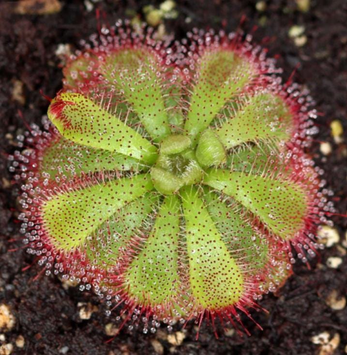 Drosera Admirabilis - Carnivorous Plants - Drosera Seeds