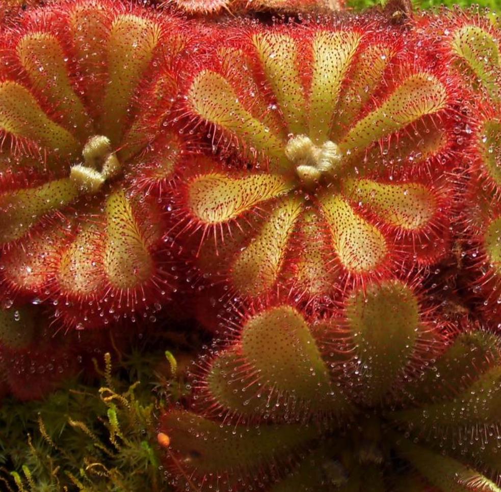 Drosera Aliciae - Carnivorous Plants - Drosera Seeds