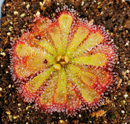 Drosera Aliciae - Carnivorous Plants - Drosera Seeds