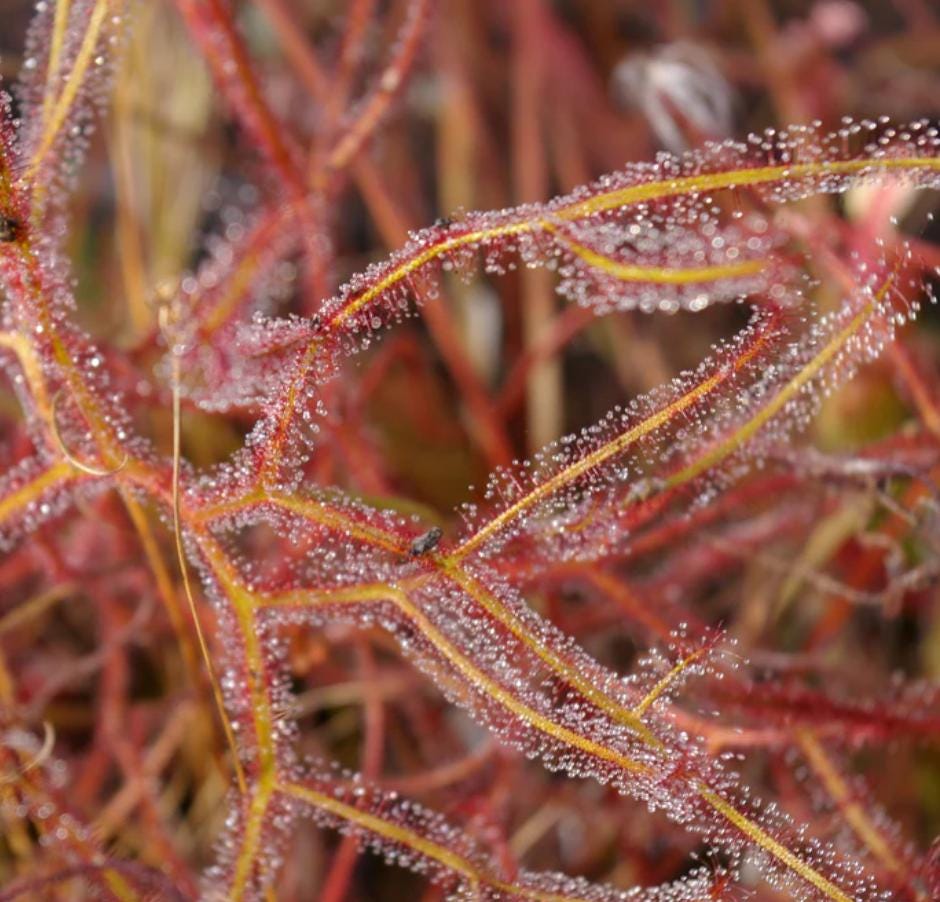 Drosera Binata - Carnivorous Plants - Drosera Seeds