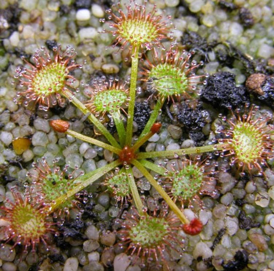 Drosera Peltata - Carnivorous Plants - Drosera Seeds