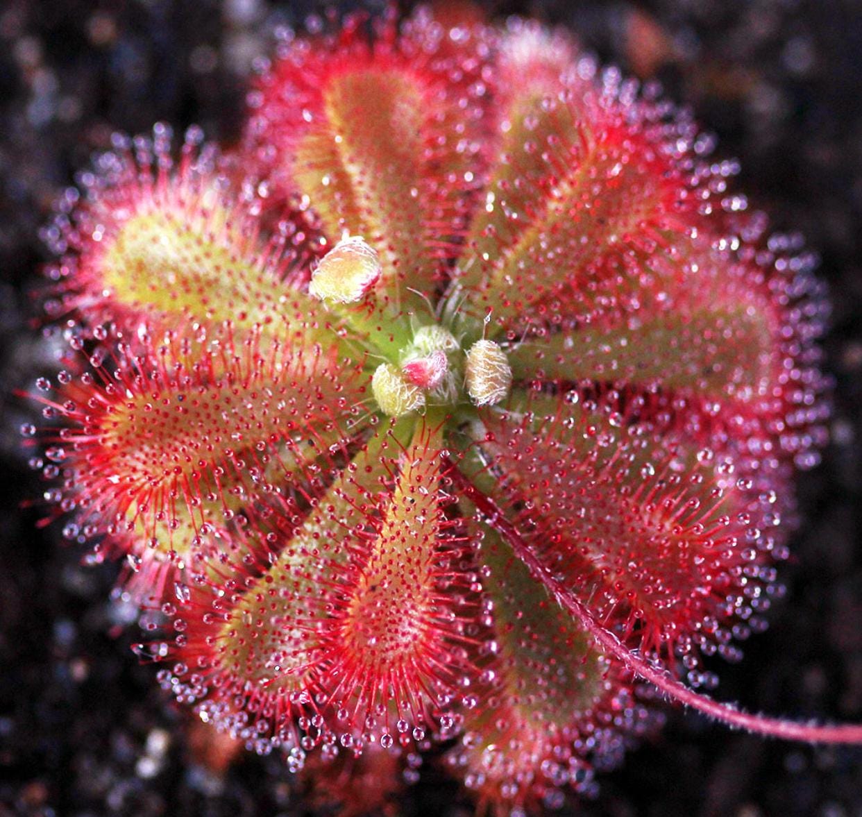 Drosera Spatulata - Carnivorous Plants - Drosera Seeds