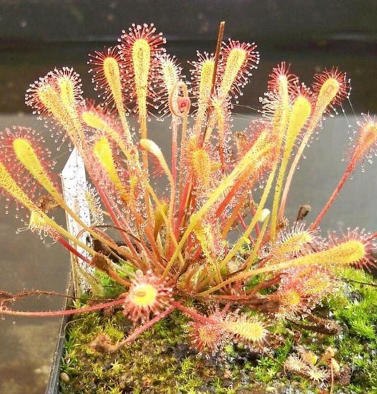 Drosera Nidiformis - Carnivorous Plants - Drosera Seeds