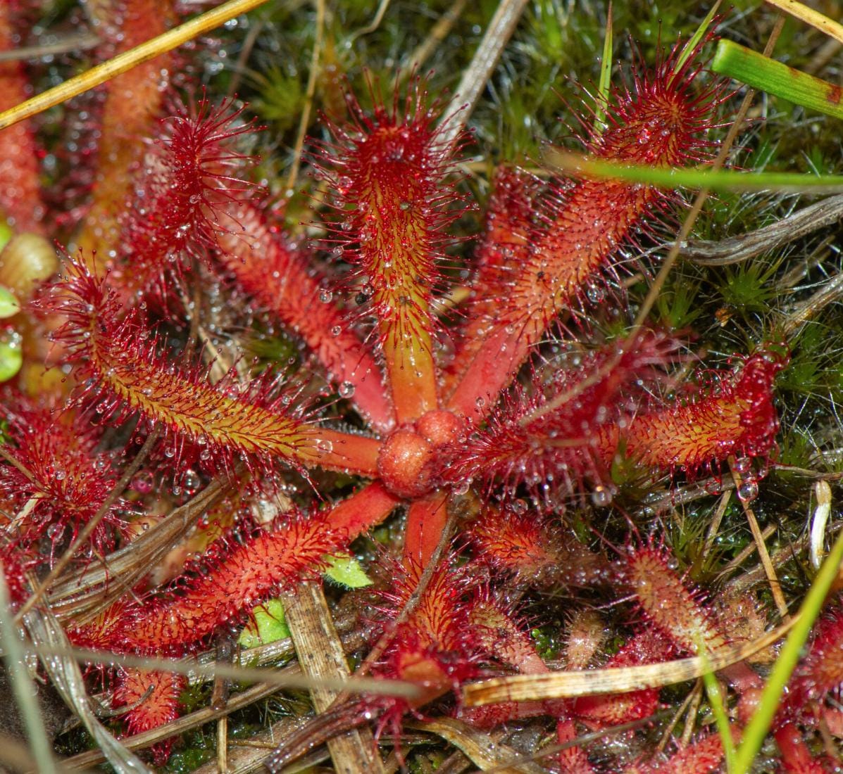 Drosera Latifolia - Carnivorous Plants - Drosera Seeds