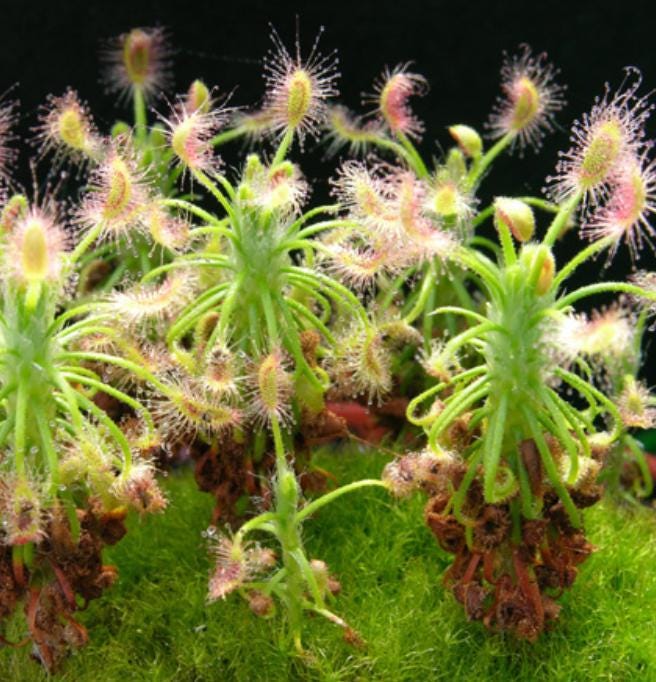 Drosera Scorpioides - Carnivorous Plants - Drosera Leafs - Propagation Leafs