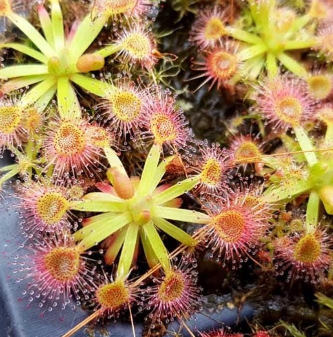 Drosera Omissa - Carnivorous Plants - Drosera Leafs - Propagation Leafs