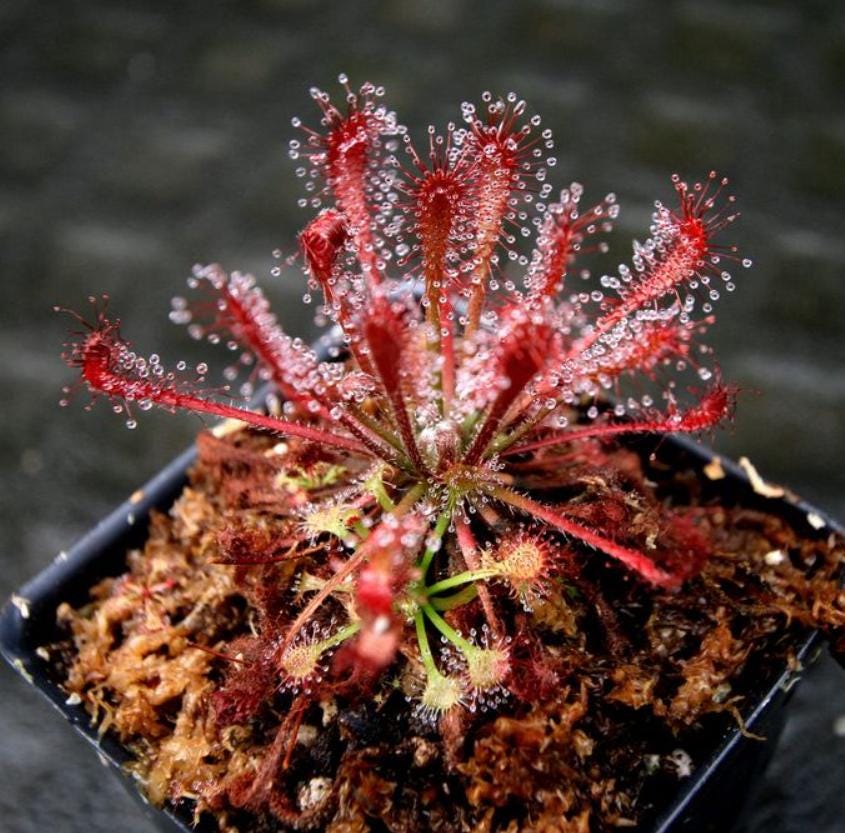 Drosera Oblanceolata - Carnivorous Plants - Drosera Leafs - Propagation Leafs