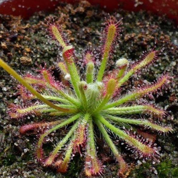 Drosera Neocaledonica - Carnivorous Plants - Drosera Leafs - Propagation Leafs