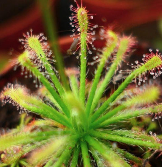 Drosera Neocaledonica - Carnivorous Plants - Drosera Leafs - Propagation Leafs