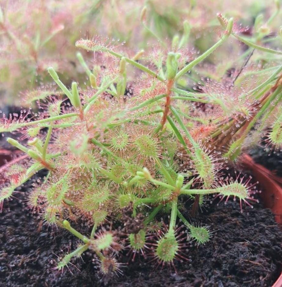 Drosera Madagascariensis - Carnivorous Plants - Drosera Leafs - Propagation Leafs