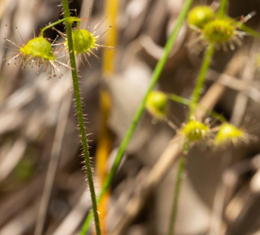 Drosera Indumenta - Carnivorous Plants - Drosera Leafs - Propagation Leafs