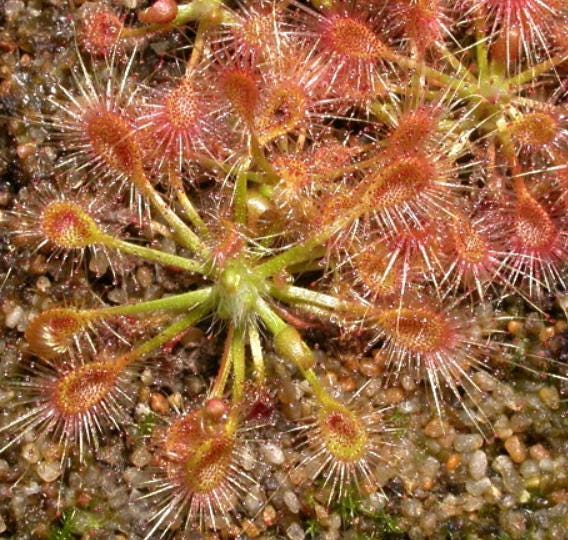 Drosera Ericksoniae - Carnivorous Plants - Drosera Leafs - Propagation Leafs