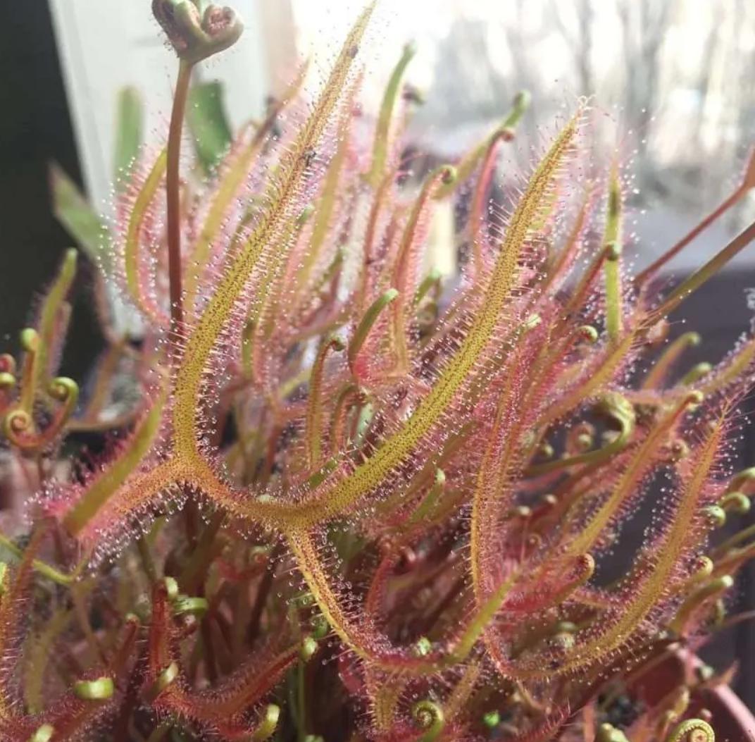 Drosera Dichotoma - Carnivorous Plants - Drosera Leafs - Propagation Leafs