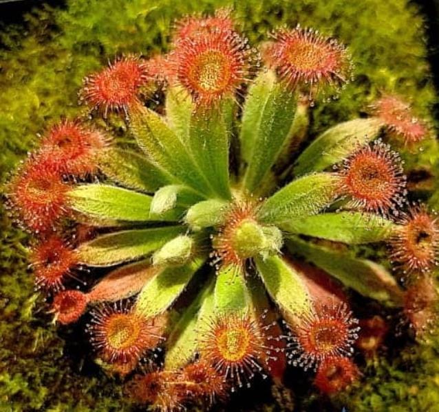 Drosera Darwiniensis - Carnivorous Plants - Drosera Leafs - Propagation Leafs