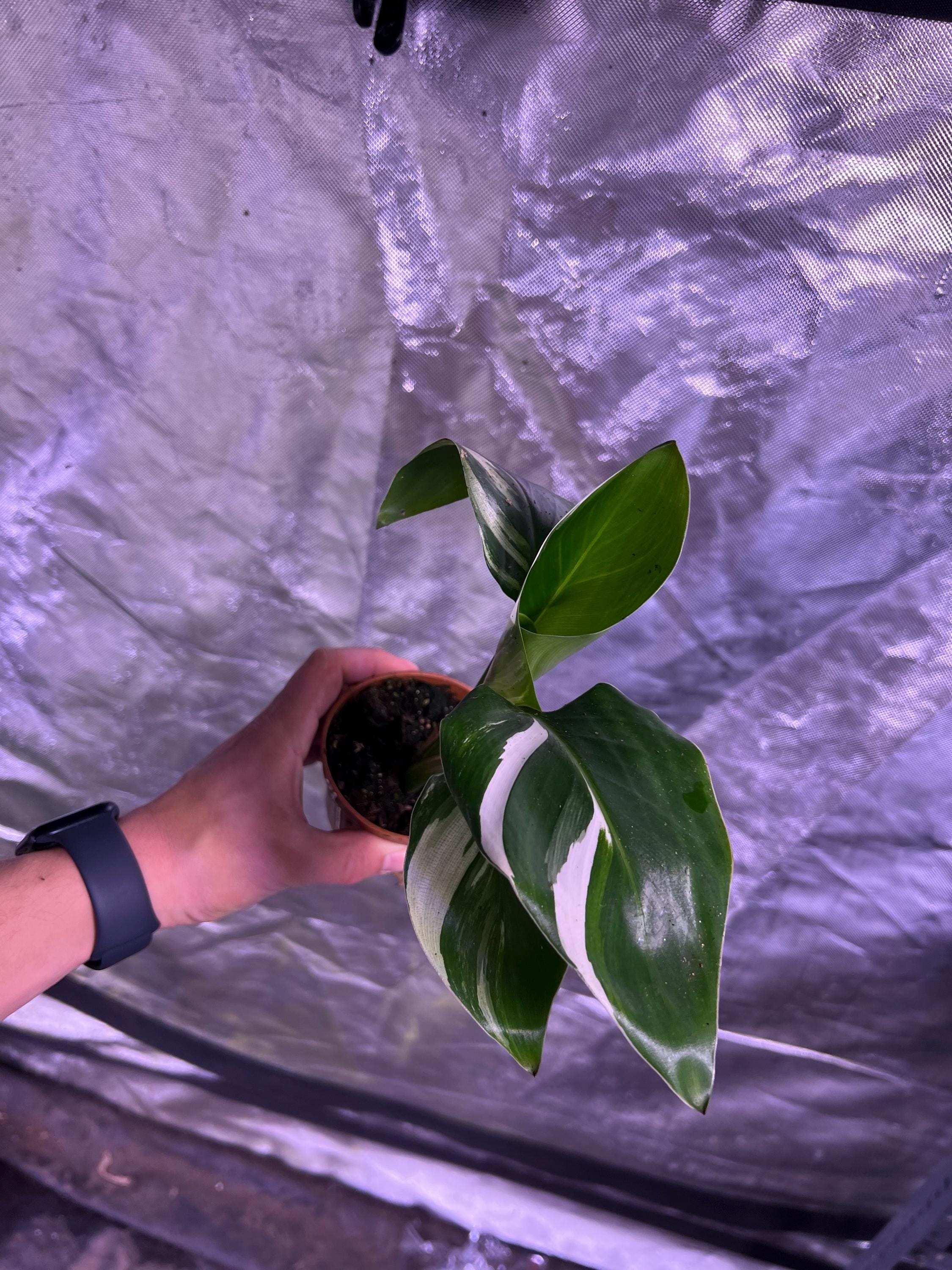 Bird of Paradise Albo Variegata - Strelitzia Nicolai - Variegated Bird of Paradise - Rare Plant - Beautiful Plant