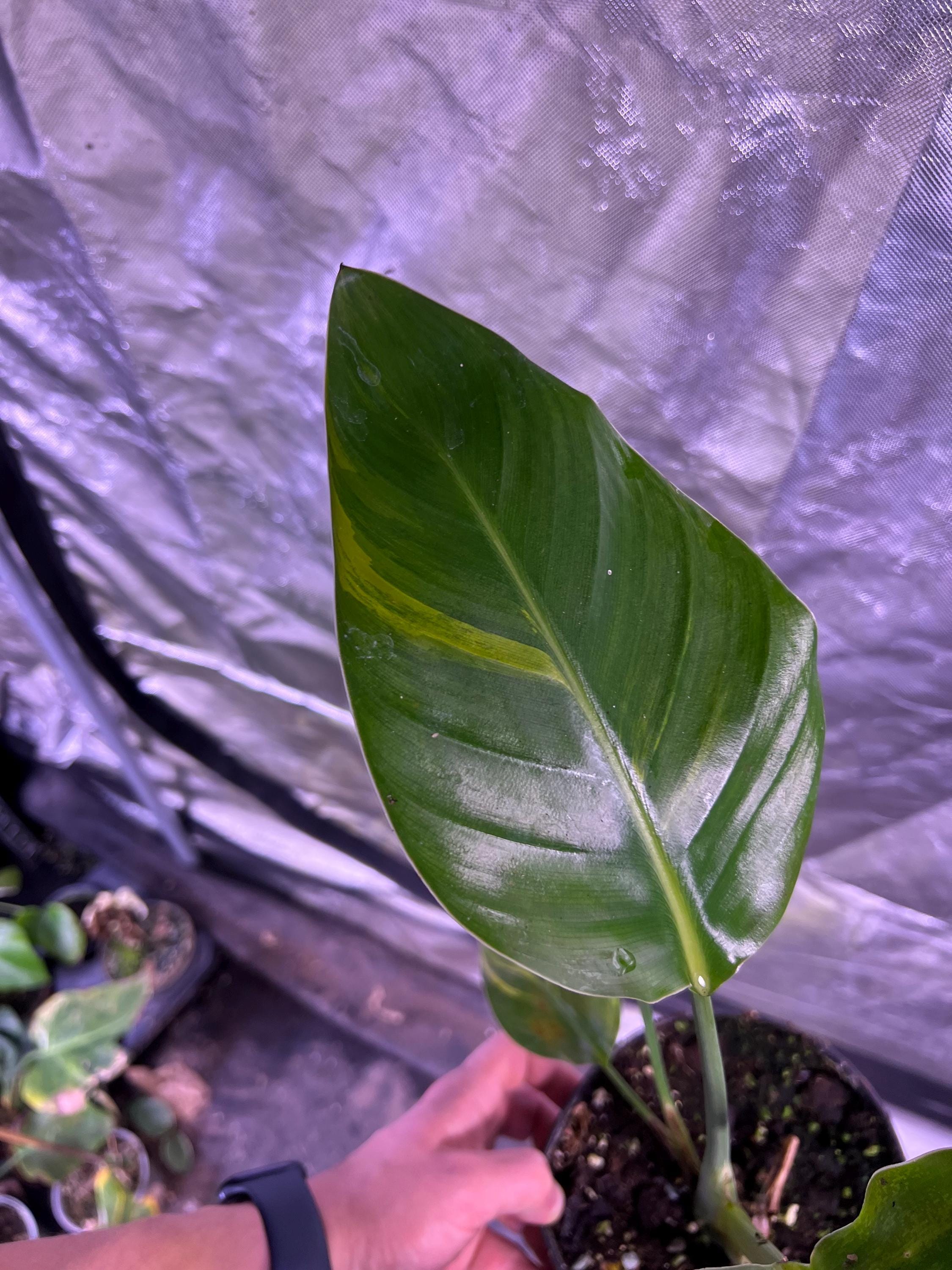 Bird of Paradise Aurea- Strelitzia Nicolai - Variegated Bird of Paradise - Rare Plant - Beautiful Plant