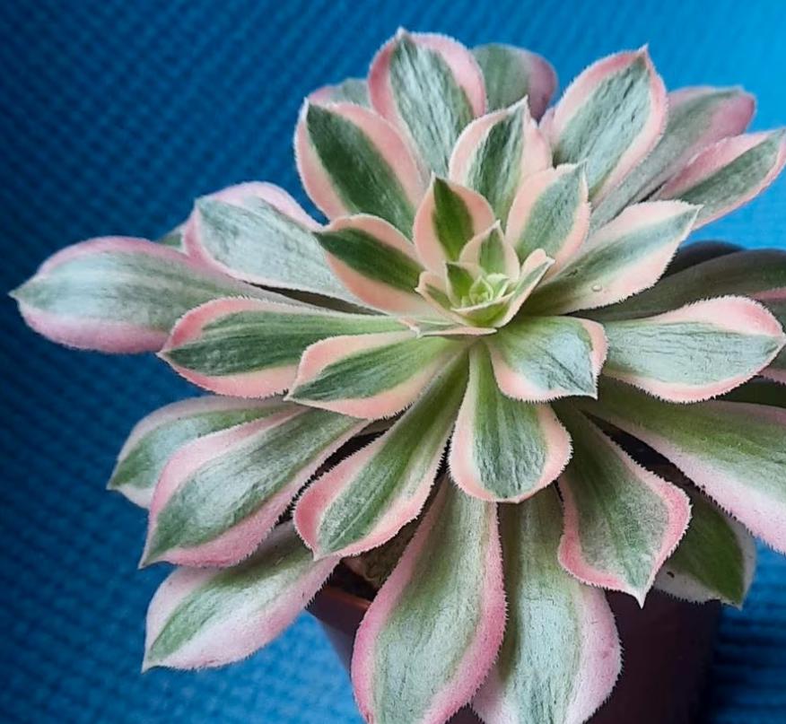 Aeonium Moon Goddess - beautiful succulent - propagation leaf