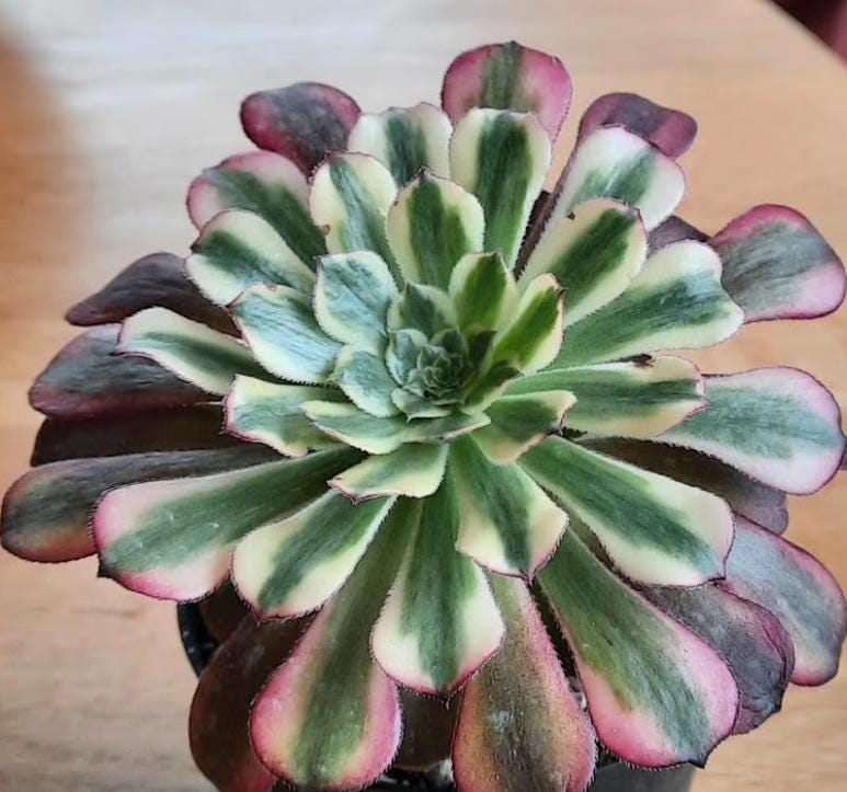 Aeonium Venus - beautiful succulent - propagation leaf
