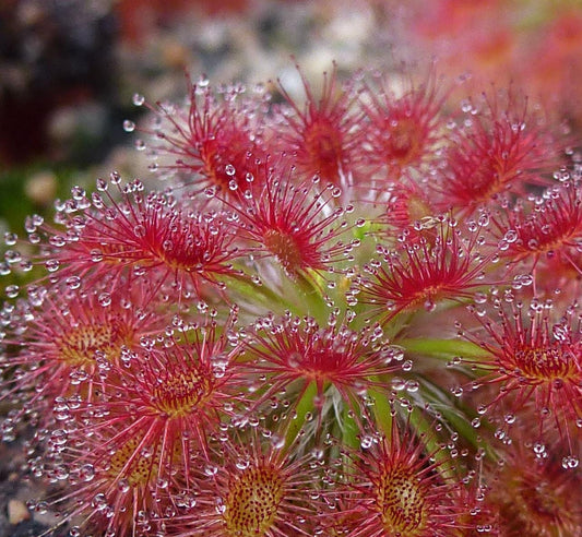 Drosera Roseana - Carnivorous Plants - Drosera Leafs - Propagation Leafs