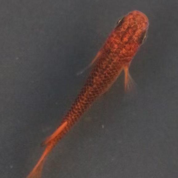 Japanese Rice Fish Eggs - Medaka Red Dragon