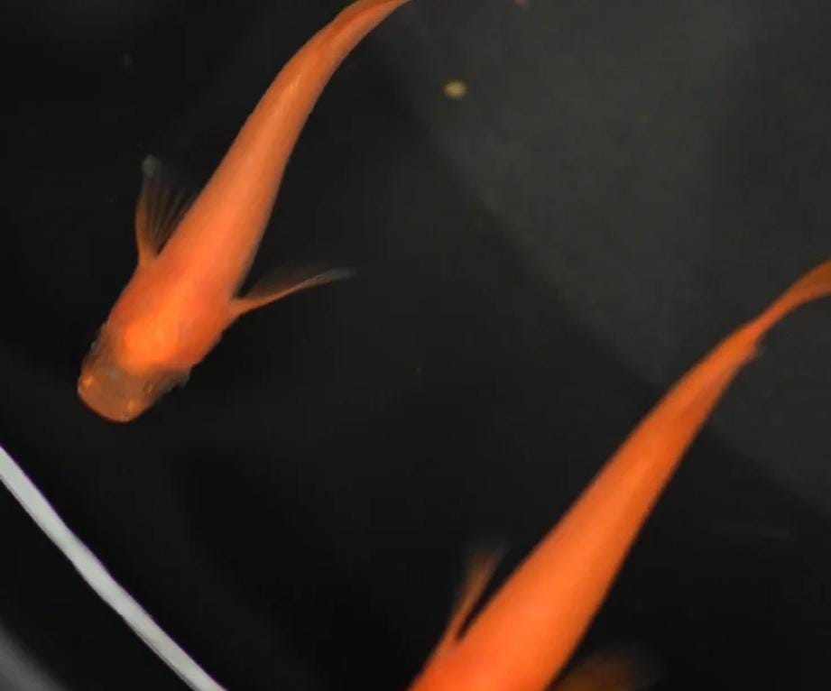 Japanese Rice Fish Eggs - Medaka Panda Orange