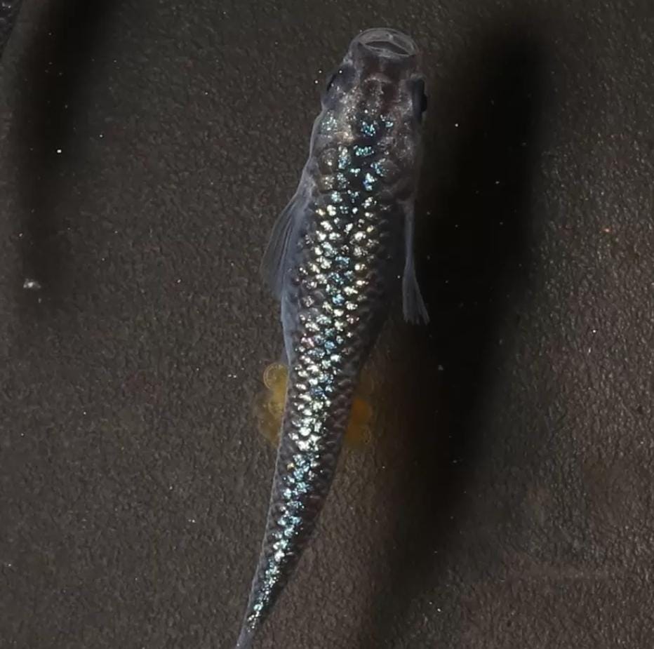 Japanese Rice Fish Eggs - Medaka Lame Blue