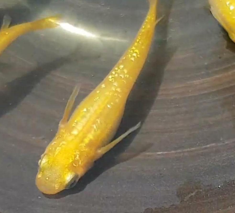 Japanese Rice Fish Eggs - Medaka Golden