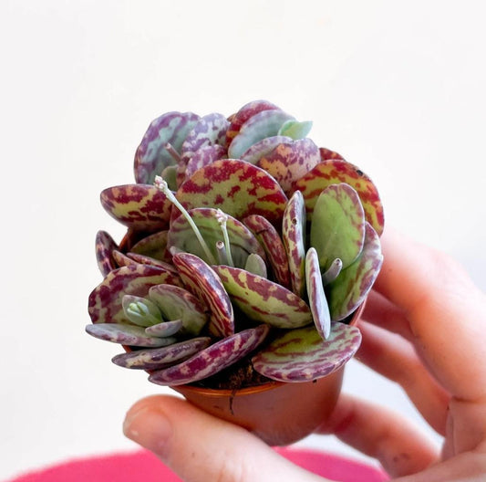 Kalanchoe Marmorata Leopard - beautiful succulent - propagation leaf