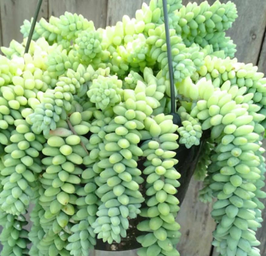 Sedum Morganianum Burrito - beautiful succulent - propagation leaf