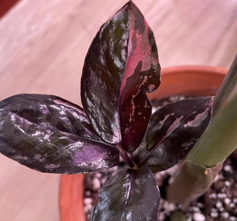 Variegated ZZ Raven Plant- Zamioculcas Zamiifolia Variegata - beautiful succulent - propagation leaf