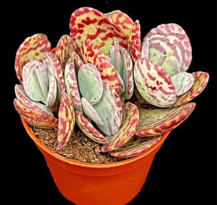 Kalanchoe Marmorata Leopard - beautiful succulent - propagation leaf