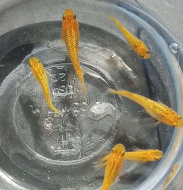 Japanese Rice Fish Eggs - Medaka Lecris