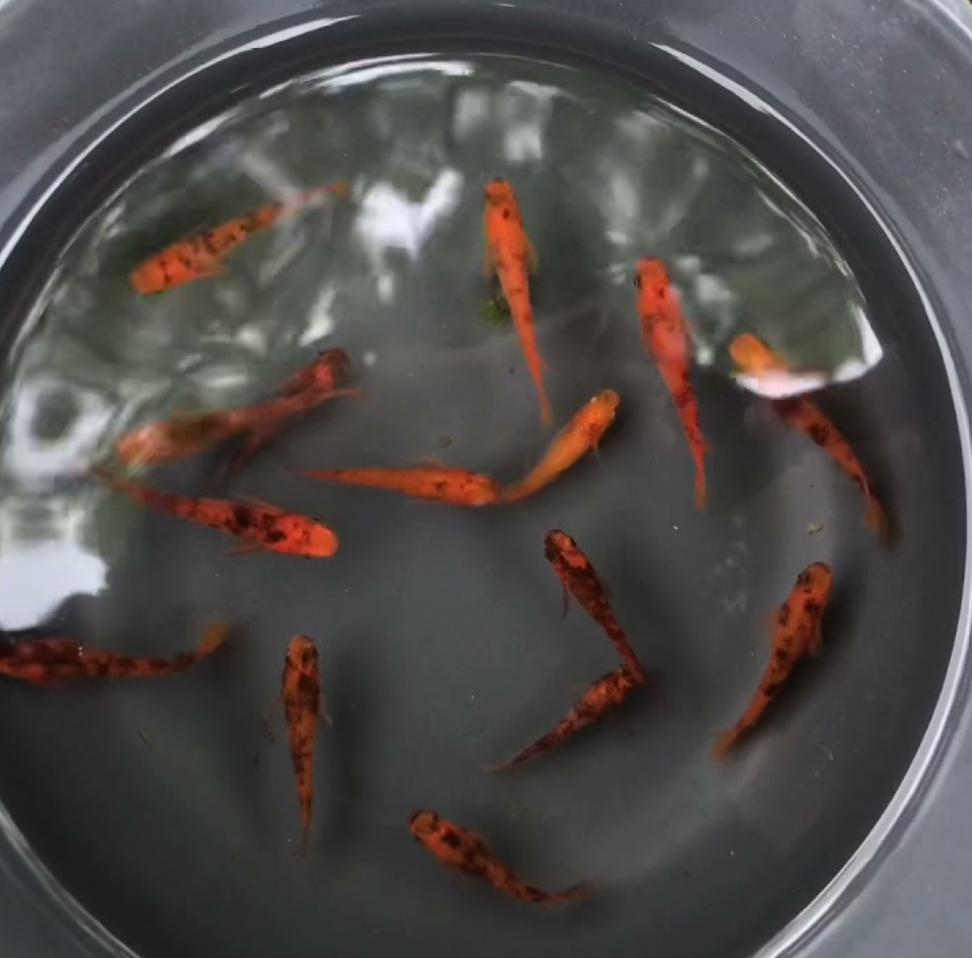 Japanese Ricefish - Medaka Red Tiger