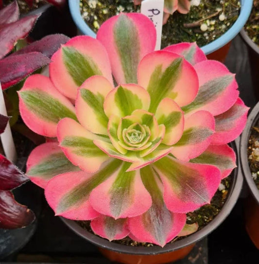 Aeonium Pink Witch – Propagation Leaf