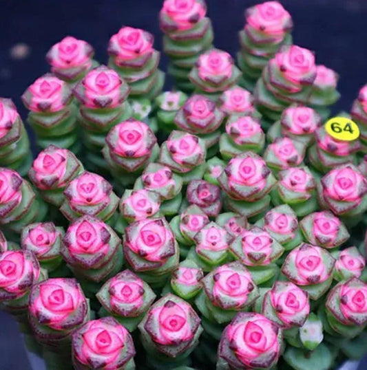 Crassula Perforata – Cuttings
